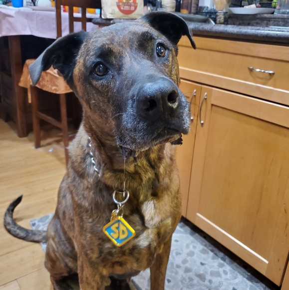 Meet your Posher, K.C - Picture 3 of 12